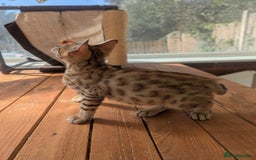 Bengal cats for sale: Bengal Kittens Purebred with Champion Lines  - Image 31