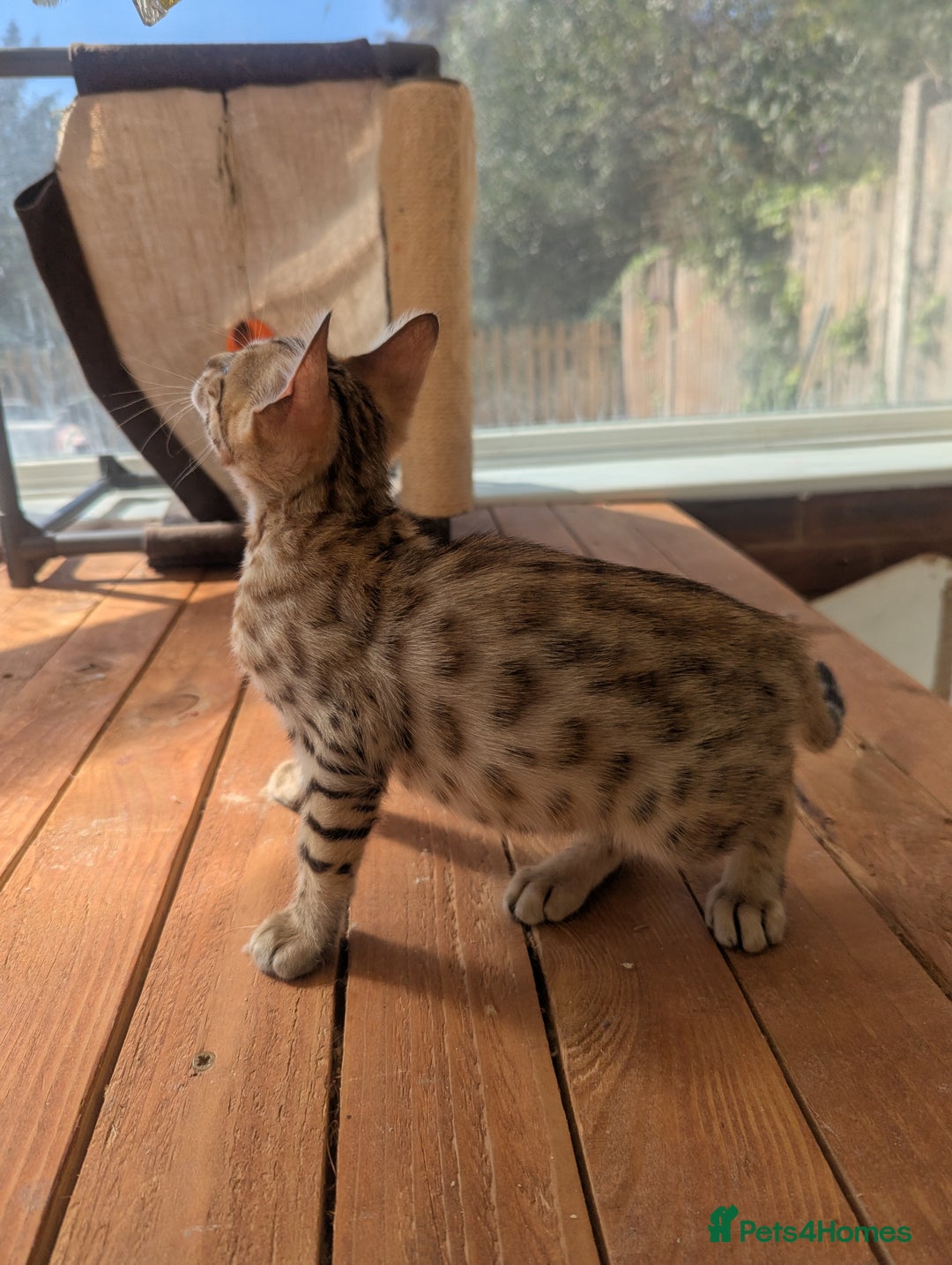 Bengal cats for sale: Bengal Kittens Purebred with Champion Lines  - Image 31