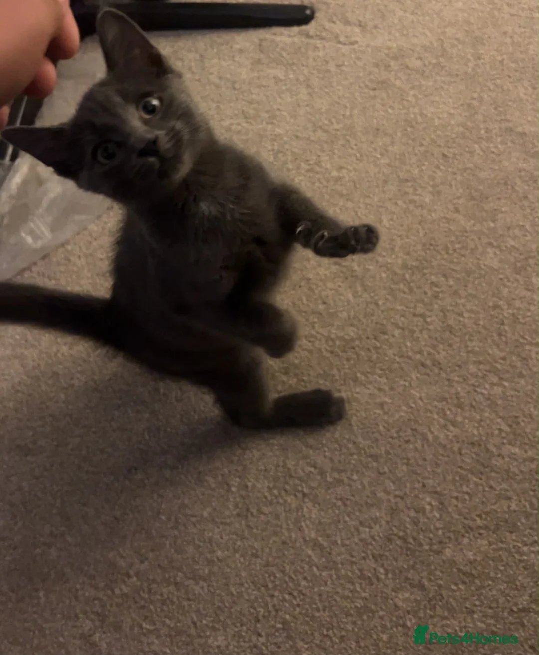 Mixed Breed cats for sale: Kitten - Advert 3