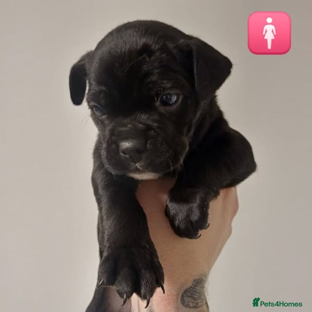 Mixed Breed dogs for sale: British Bulldog, Staffy Cross Pups - Advert 17