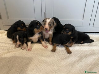 Mixed Breed dogs 🐶 Huntaway x Border Collie Puppies 🐶 - Advert 4