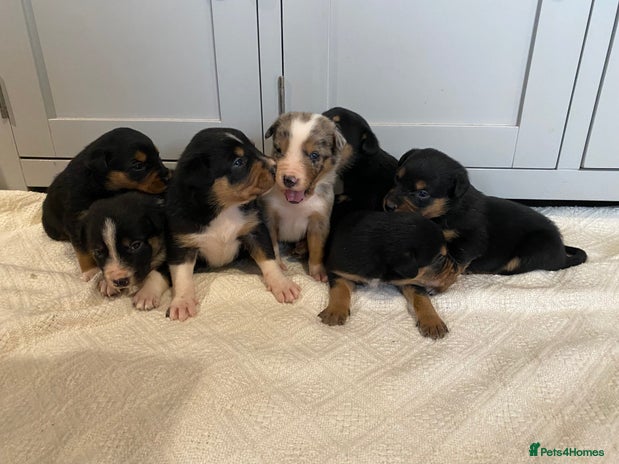 Mixed Breed dogs 🐶 Huntaway x Border Collie Puppies 🐶 - Advert 4