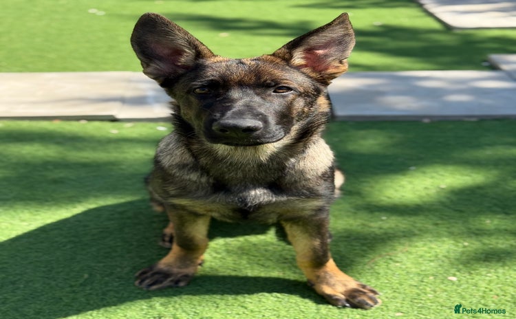 German Shepherd dogs - Advert 2