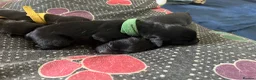Mixed Breed dogs for sale: Rottweiler X Lab puppies  - Advert 20