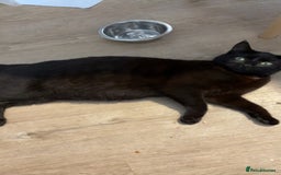 Domestic Shorthair cats for sale: 3 beautiful kittens  - Image 5