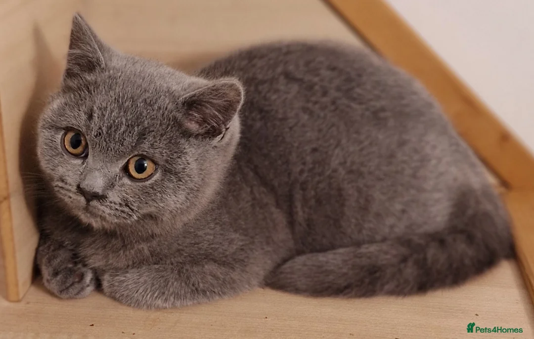 British Shorthair cats for sale: Gorgeous pedigree british blue kittens - Advert 1