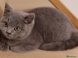 British Shorthair cats Gorgeous pedigree british blue kittens - Advert 11