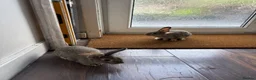 Continental Giant rabbits for sale: Rabbits  - Advert 4