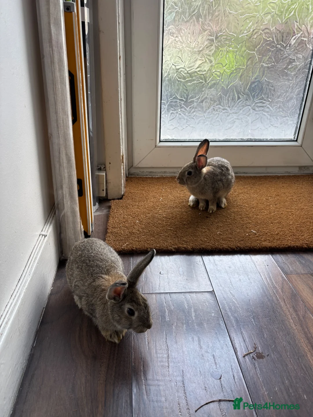 Continental Giant rabbits for sale: Rabbits  - Advert 4