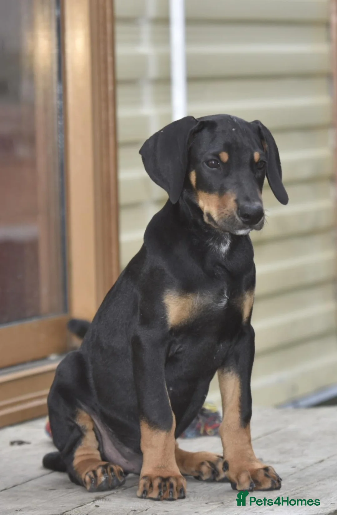 Dobermann dogs for sale: Unique hybrid dobermann pups - Advert 1