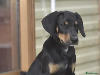 Dobermann dogs Unique hybrid dobermann pups - Advert 7