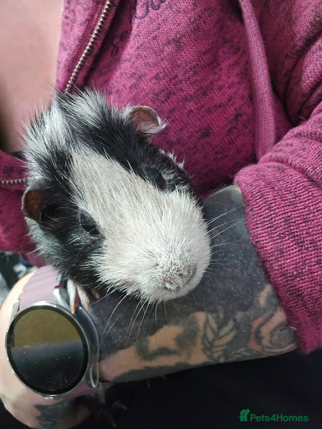 Guinea Pig rodents for sale: 2 Male Guinea Pigs in Rotherham - Advert 6