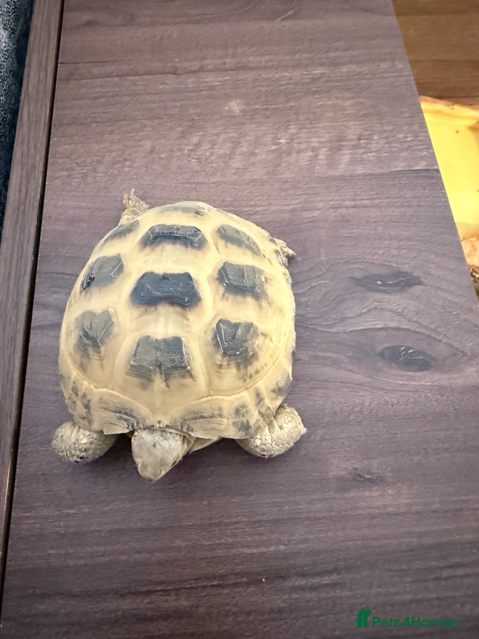 Tortoise reptiles Horsefield Field Tortoise - Advert 1