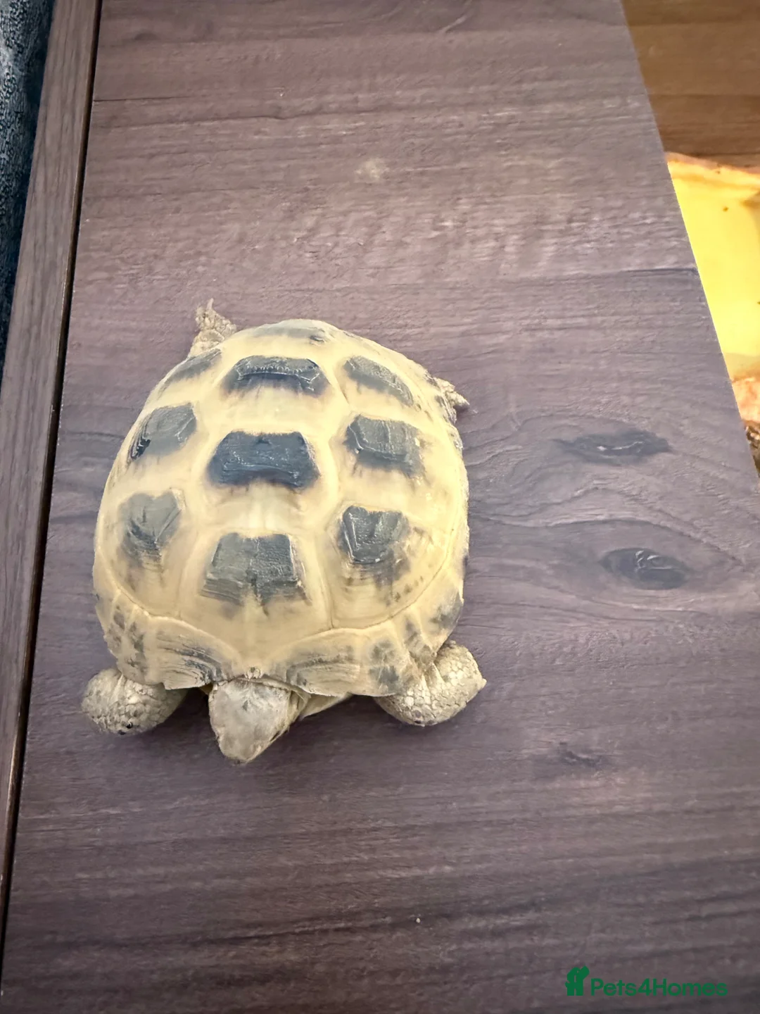 Tortoise reptiles for sale: Horsefield Field Tortoise in Hoddesdon - Advert 1