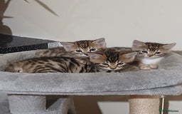 Mixed Breed cats for sale: Beutyful bengal babies wisbech 🐈😻 - Advert 20