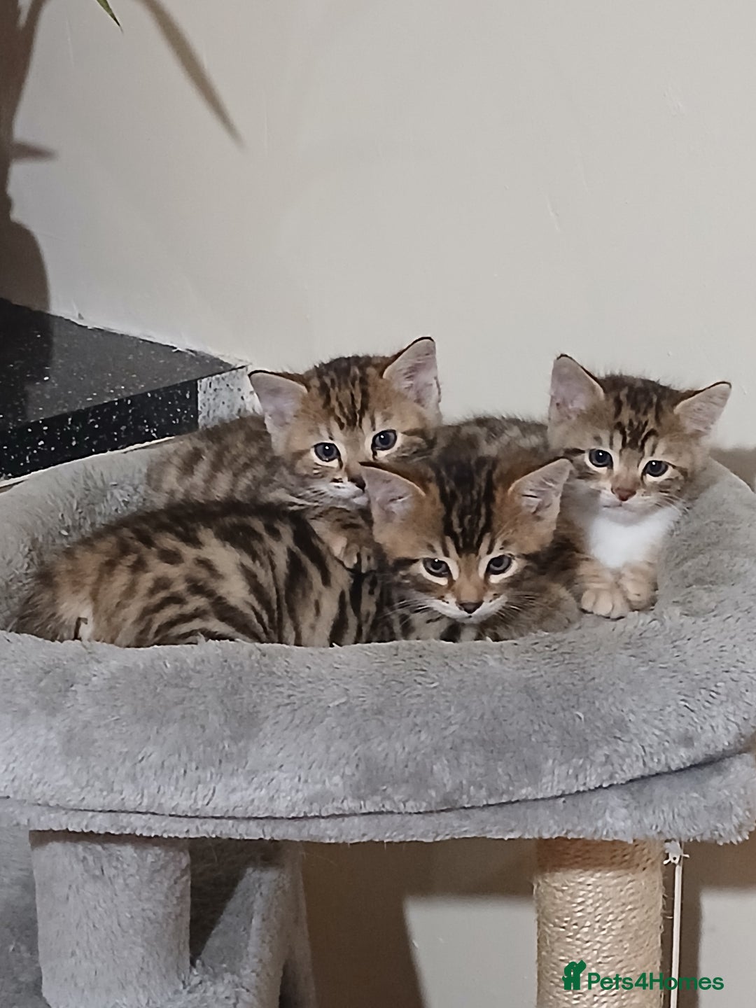 Mixed Breed cats for sale: Beutyful bengal babies wisbech 🐈😻 - Advert 20