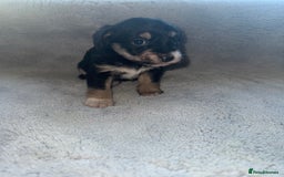 Jack Russell dogs for sale: 3 beautiful jack russle puppy’s  - Image 8