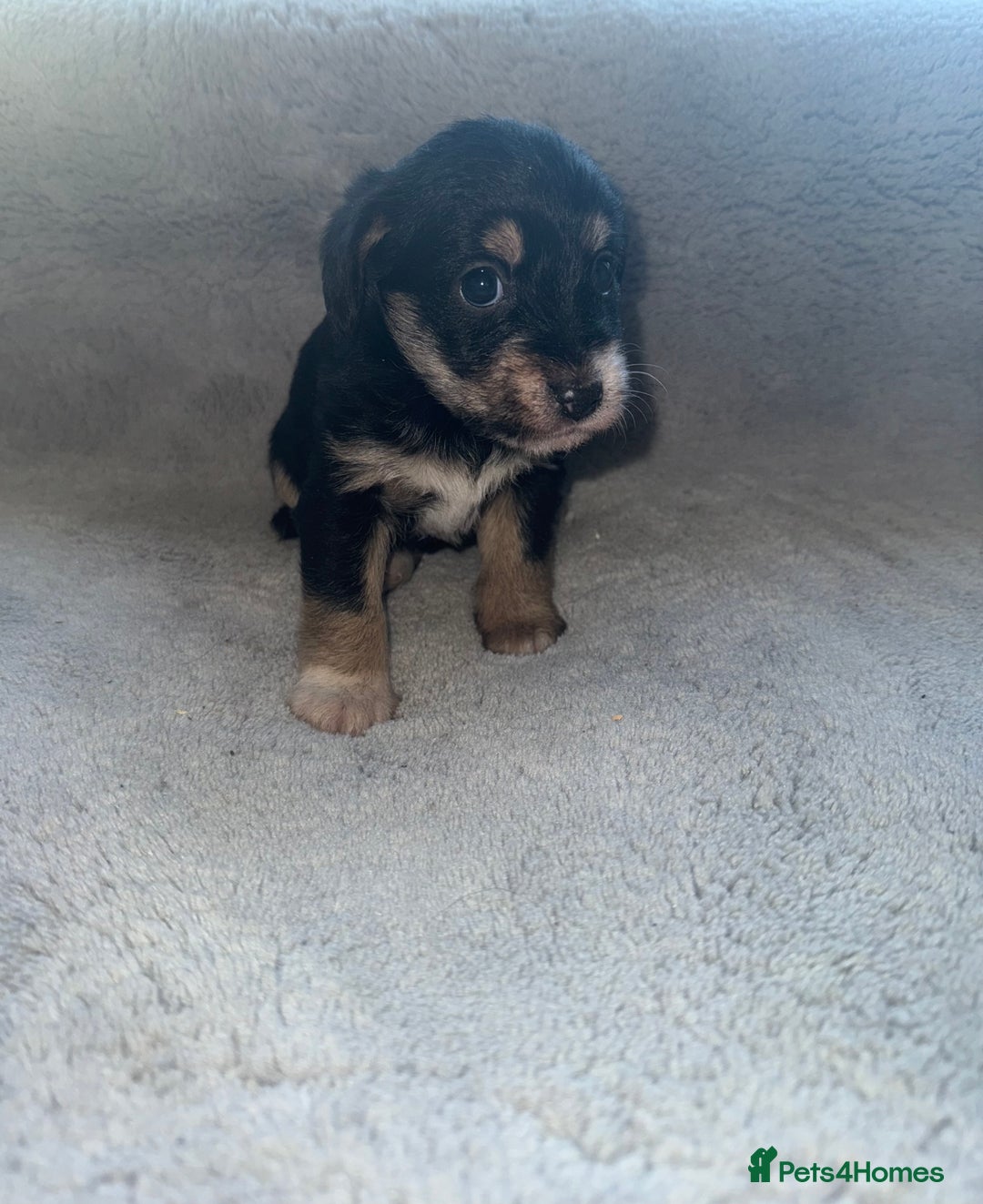 Jack Russell dogs for sale: 3 beautiful jack russle puppy’s  - Image 8