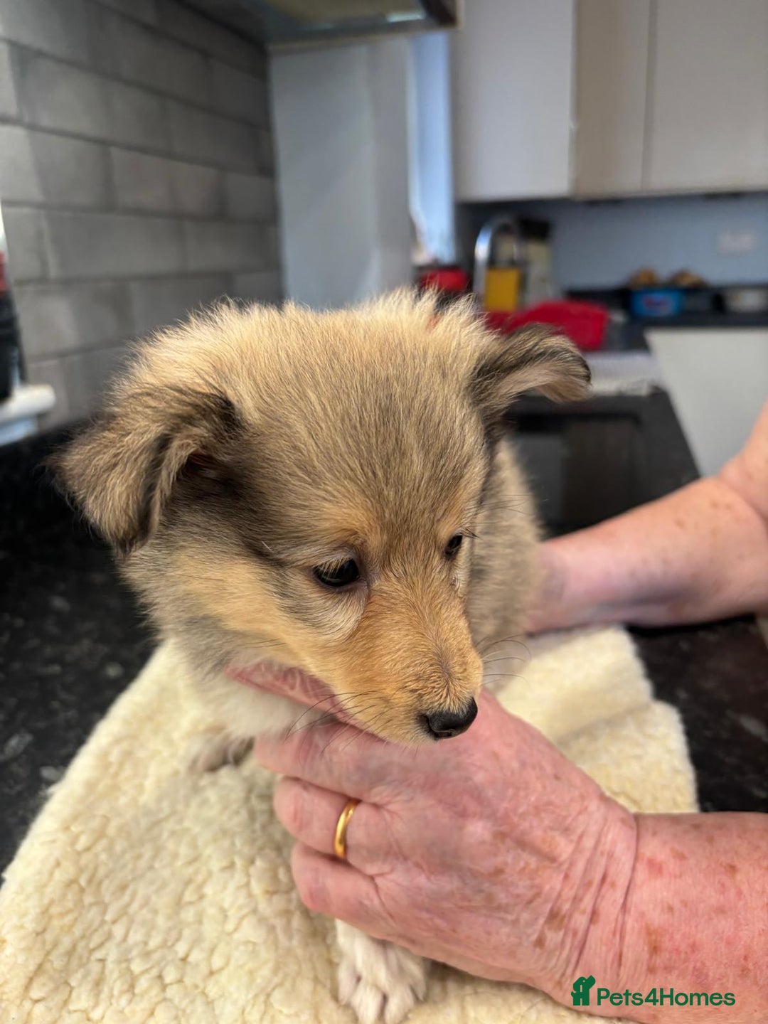 Shetland Sheepdog dogs for sale: Shetland sheepdog puppies - Image 5