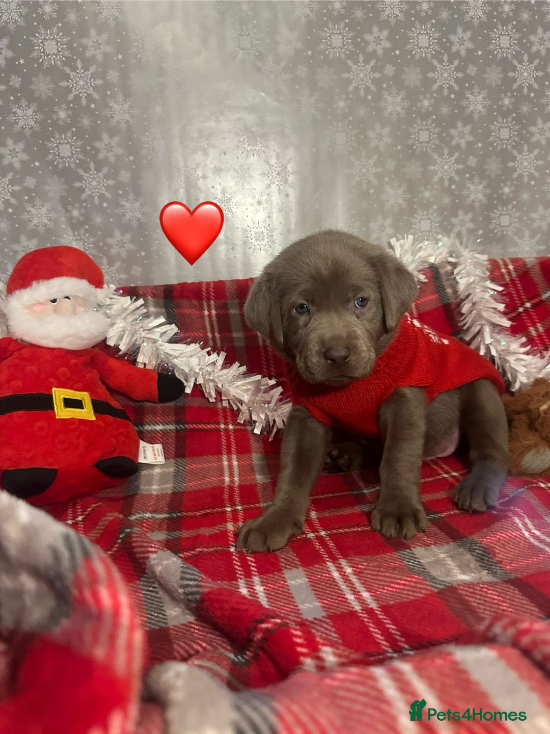 Labrador Retriever dogs for sale: !REDUCED! silver labrador's KC - Advert 13