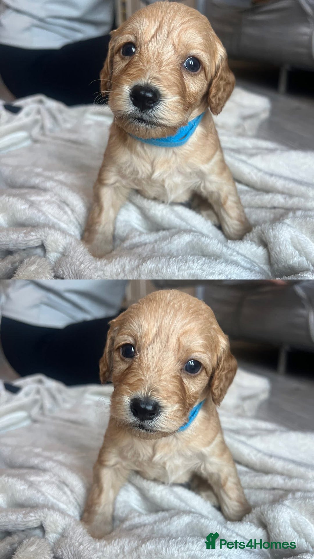 Cockapoo dogs for sale: Cockapoo puppies - Image 20