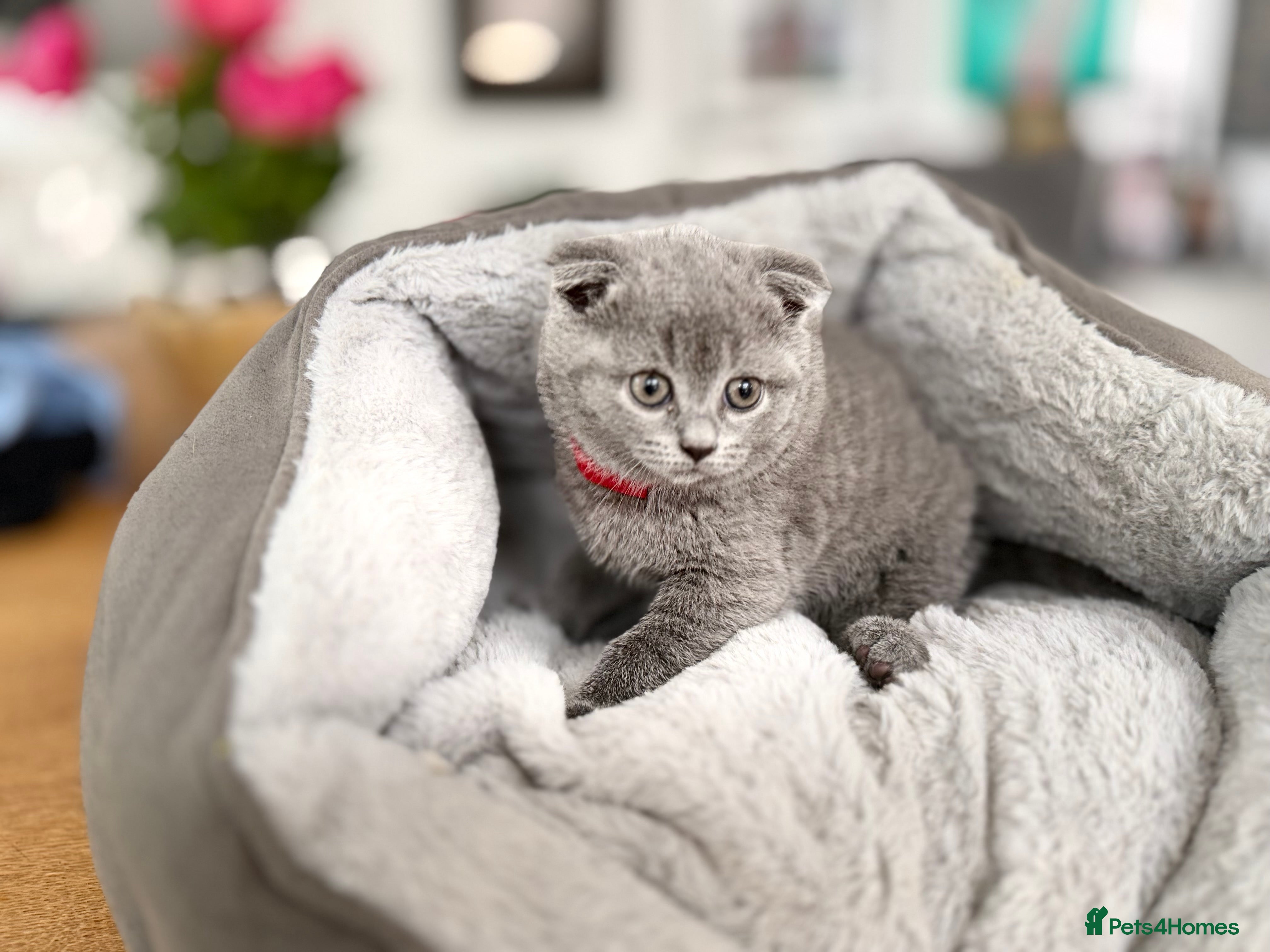 Scottish Fold cats for sale: 5 beautiful Scottish Fold’s kittens  - Advert 3