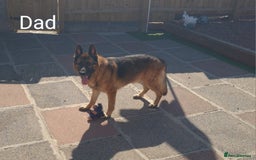German Shepherd dogs for sale: 🐾Adorable 8-Week-Old German shepherd puppies🐾 - Image 36