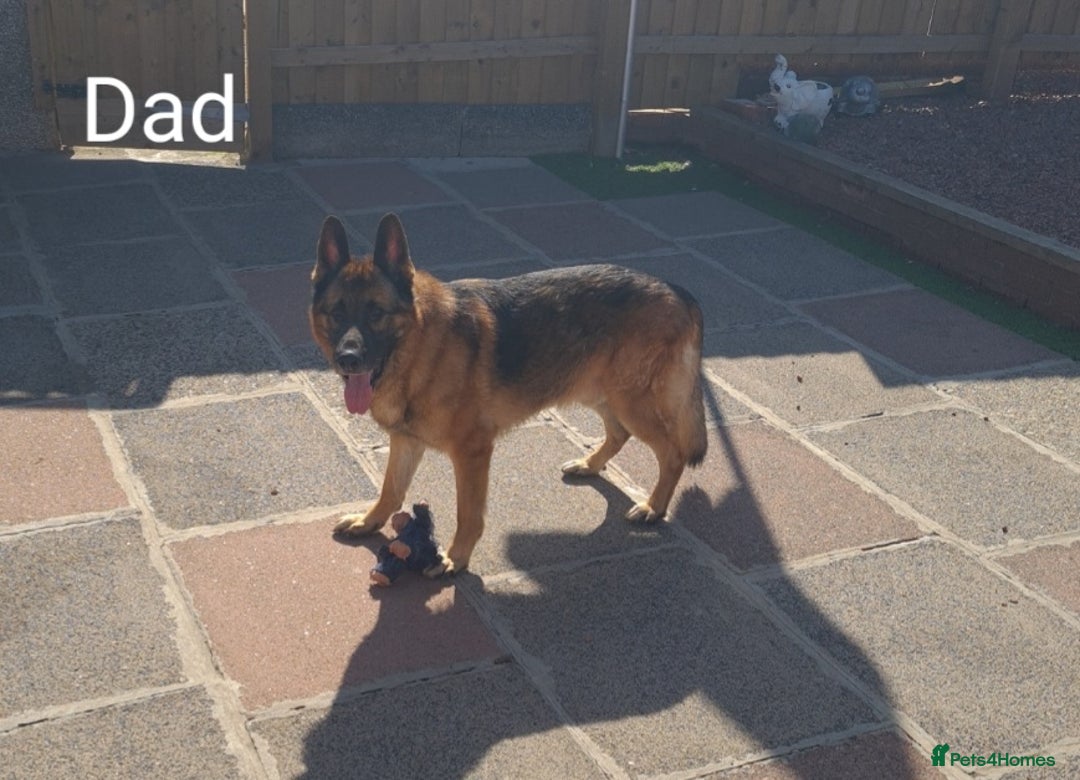 German Shepherd dogs for sale: 🐾Adorable 8-Week-Old German shepherd puppies🐾 - Image 36