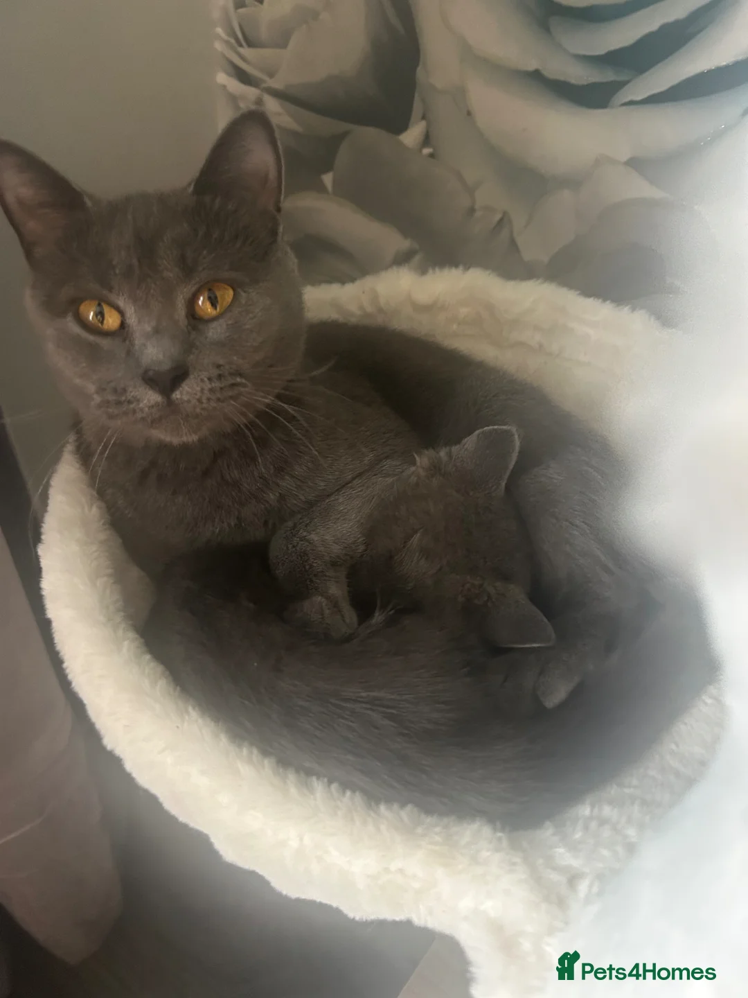 British Shorthair cats for sale: British short hair kittens  - Advert 1