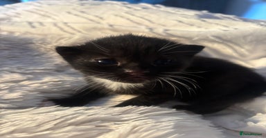 Scottish Fold cats - Advert 15