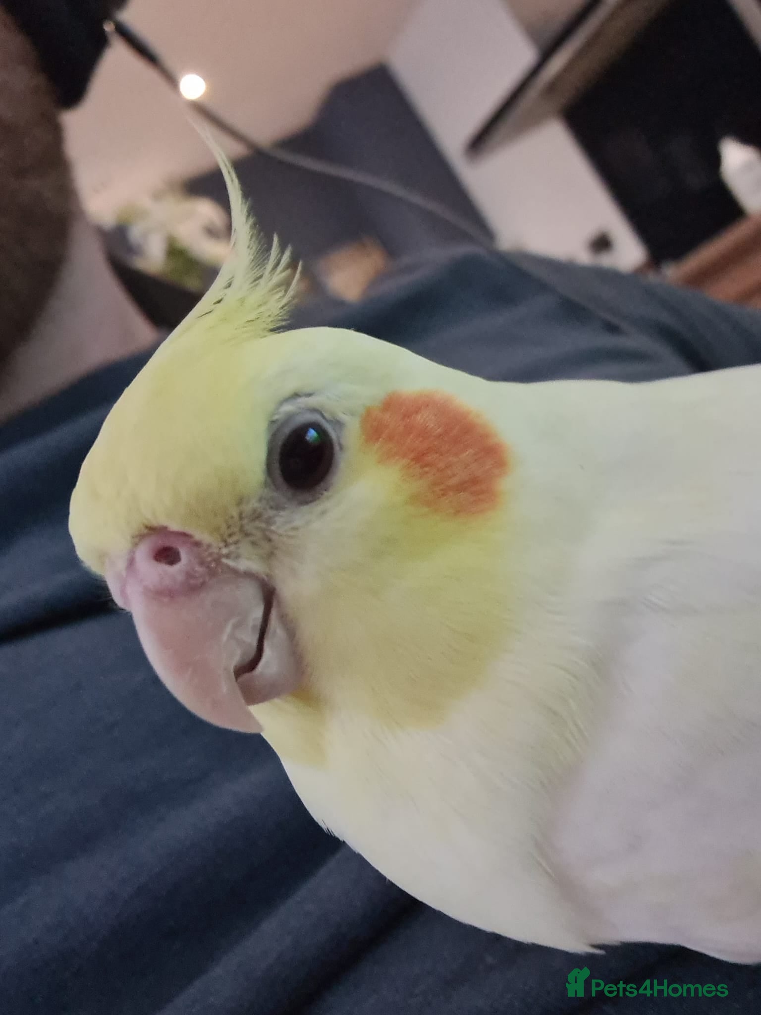 Cockatiels birds Friendly female lutino cockatiel - Advert 1