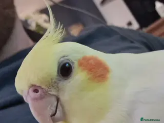 Cockatiels birds Friendly female lutino cockatiel - Advert 1