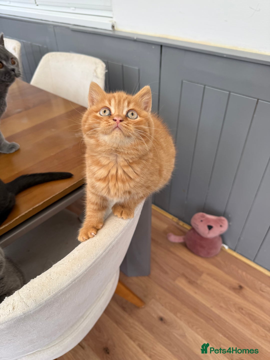 British Shorthair cats for sale: Rare Coloured British Shorthair kittens - Image 26