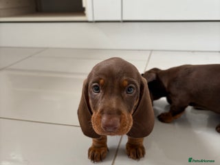 Miniature Dachshund dogs - Advert 34
