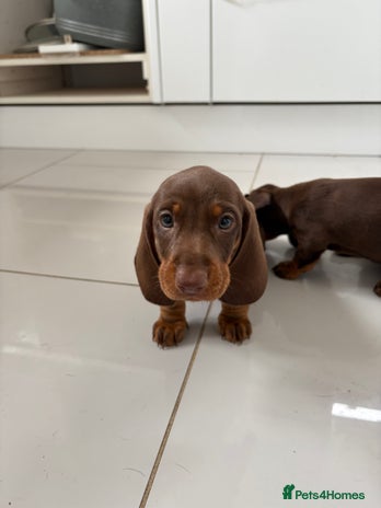 Miniature Dachshund dogs - Advert 12