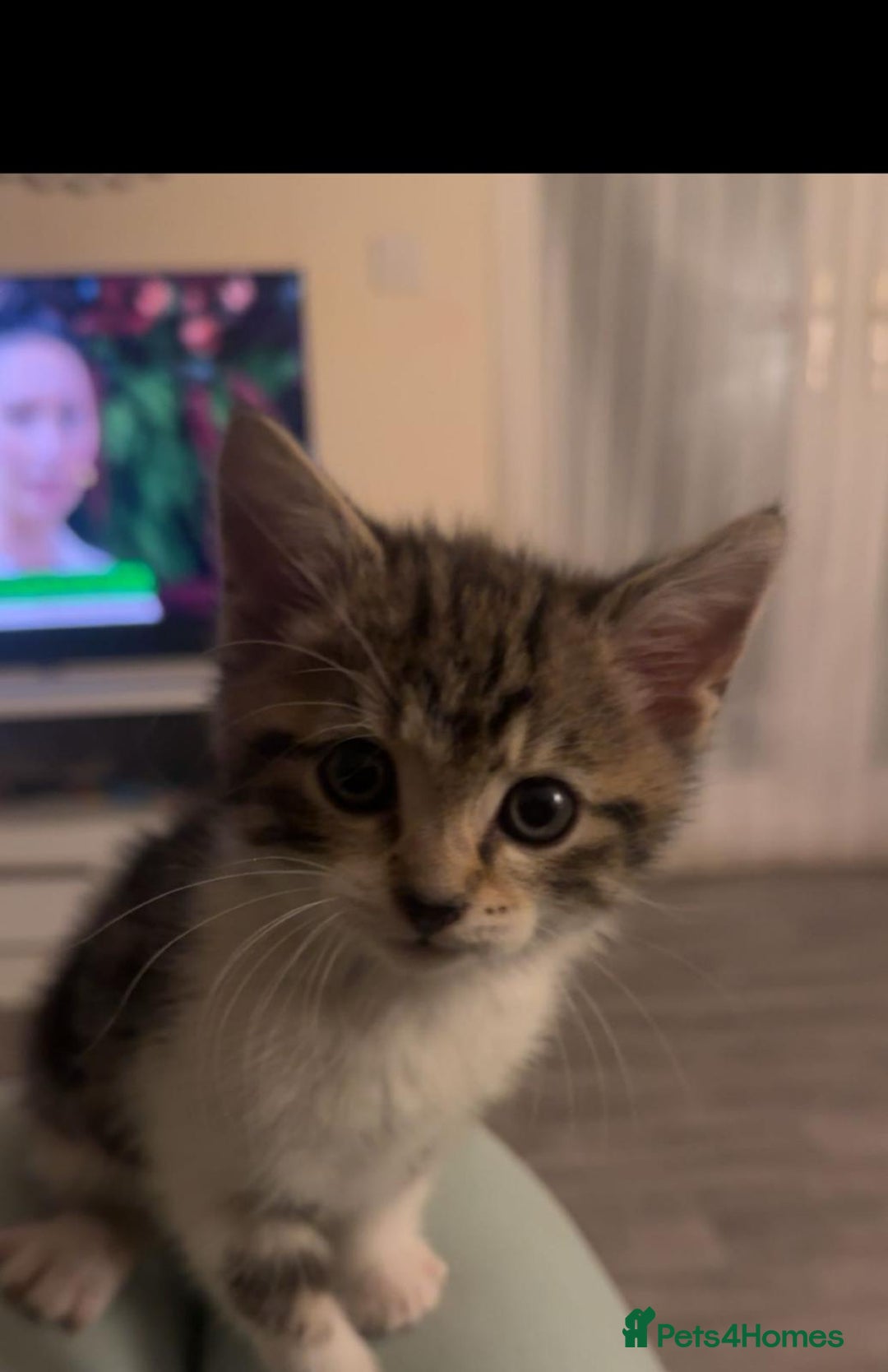 Mixed Breed cats for sale: fluff ball in search for his forever home! - Advert 2