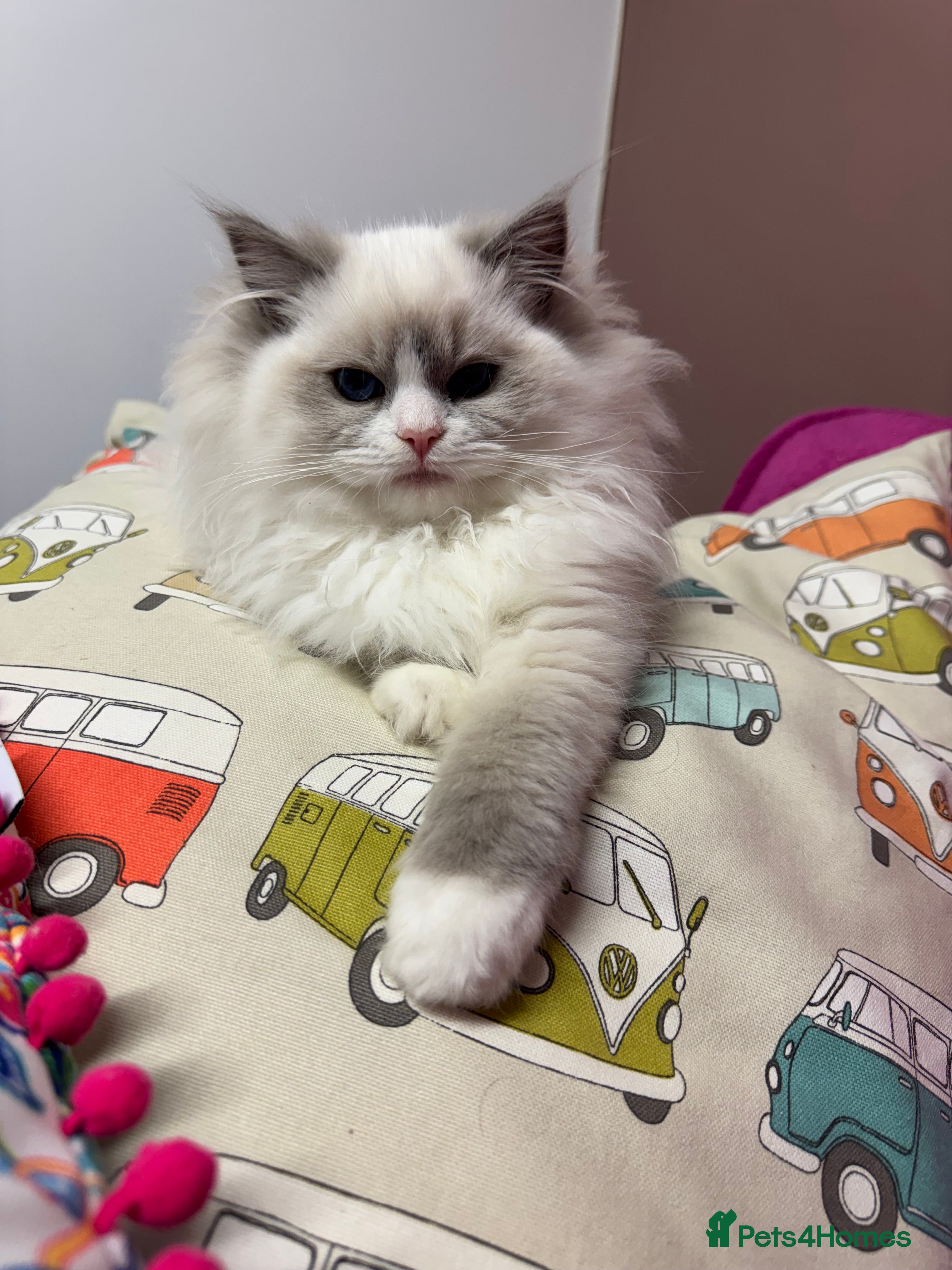 Ragdoll cats Champion Sired Female Ragdoll - Advert 2