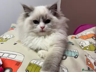 Ragdoll cats Champion Sired Female Ragdoll - Advert 2