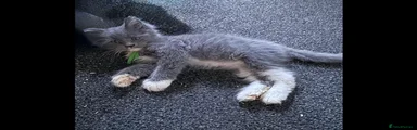 Kitten 5 