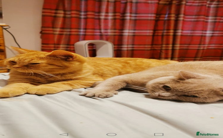 British Shorthair cats for sale in Buxton - Advert 3