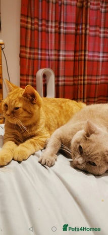 British Shorthair cats in Buxton - Advert 5