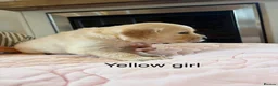 Golden Retriever dogs for sale:     Stunning KC Registered Golden Retriever Pups - Advert 14
