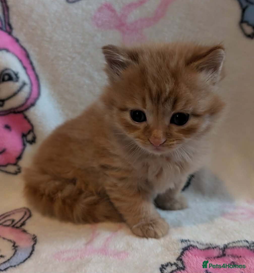 Persian cats Gorgeous kittens  - Advert 13