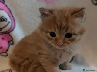 Persian cats Gorgeous kittens - Advert 13