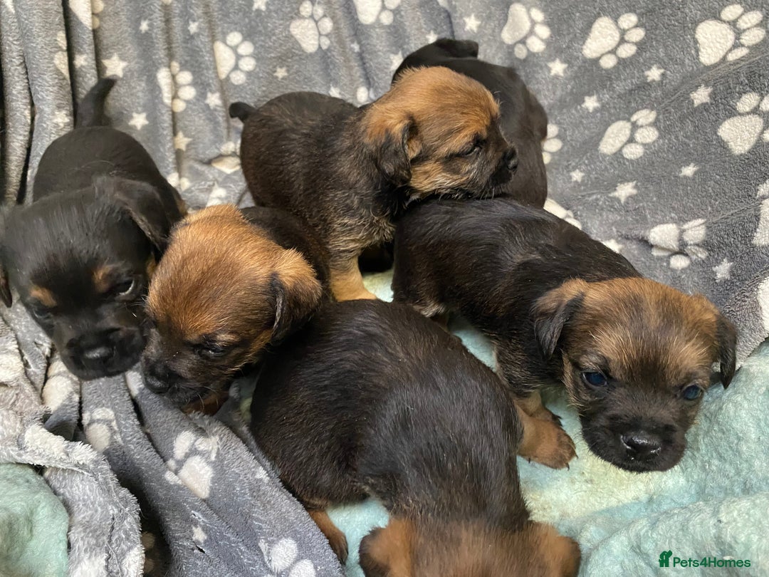 Border Terrier dogs for sale: KCReg Border Terrier pups for sale - Advert 8