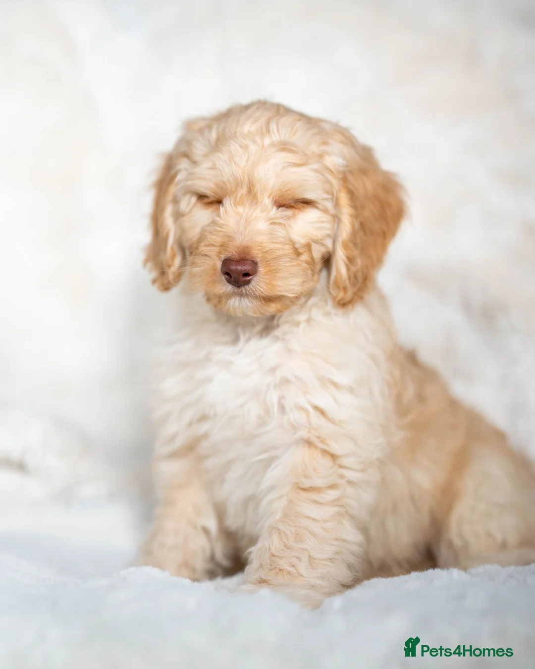 Cockapoo dogs for sale: ✨6 Stunning Cockapoo Puppies ~ 1 available✨ - Advert 37