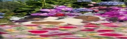 Jack Russell dogs for sale: Tri coloured jack Russell pups  in Southampton - Advert 16