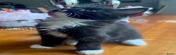 Mixed Breed cats for sale: Ginger Calico Tuxedo Kittens London-Richmond Sale - Advert 23