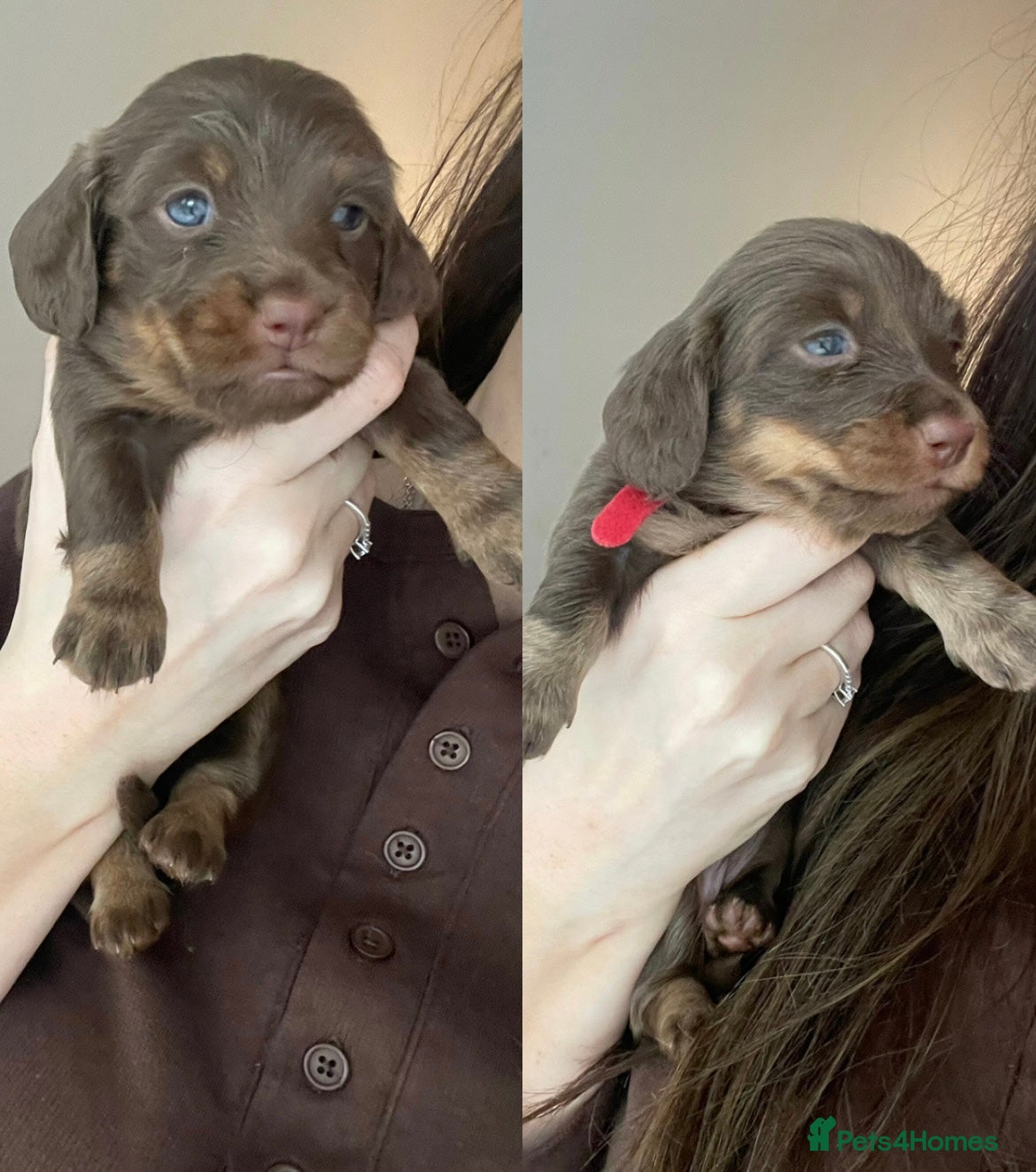 Miniature Dachshund dogs LAST 2 GIRLS - Miniature Dachshund Long Hair Pups - Advert 7