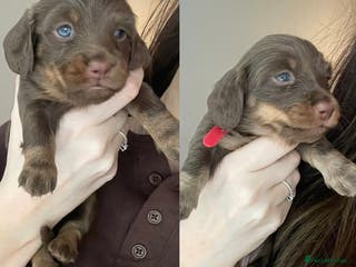 Miniature Dachshund dogs LAST 2 GIRLS - Miniature Dachshund Long Hair Pups - Advert 13